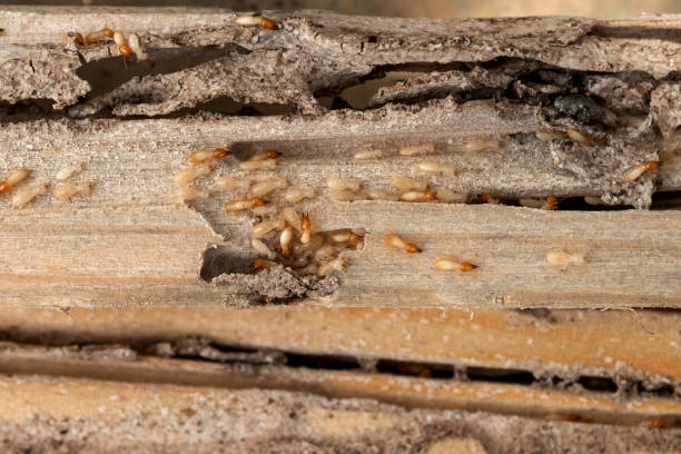 Best Flea Control Services  in Morgandale, OH